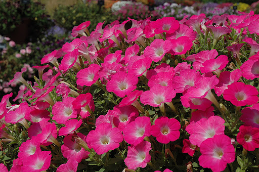 Surfinia Hot Pink 