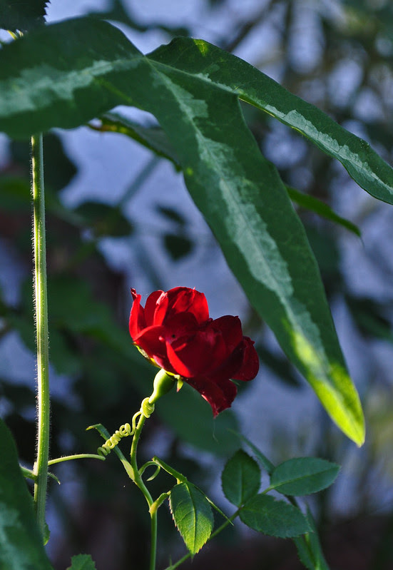 Rosa 'Red Cascade'