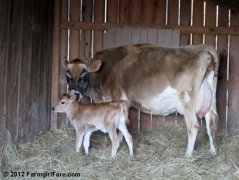 One day old Jersey heifer calf 3 - FarmgirlFare.com
