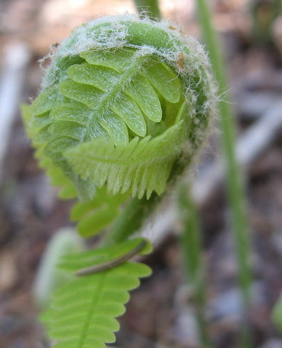 fiddlehead fern