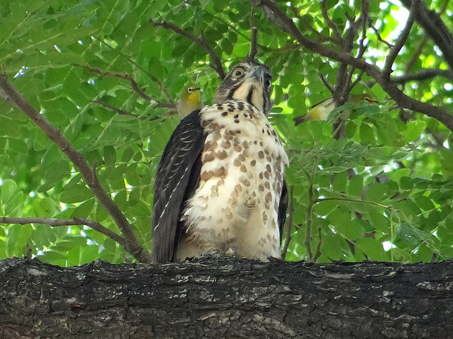 鳳頭蒼鷹/無限台南