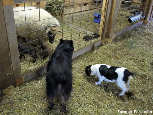 Lambing season begins! (6) - FarmgirlFare.com
