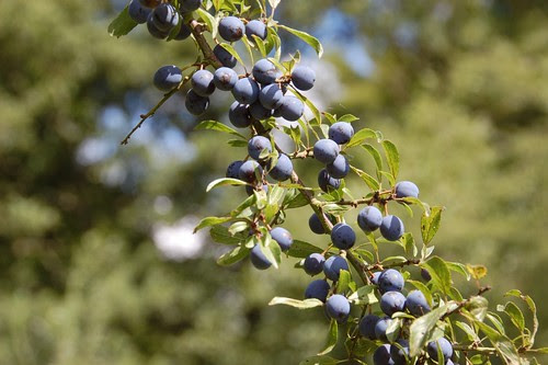 sloes