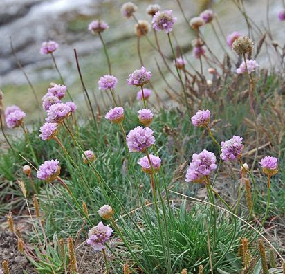 Armeria maritima ‘Pt. Arena’ “Sea Thrift” - love this - it looks like regular old grass until it blooms in the spring!