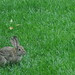 San Diego - Yard bunny