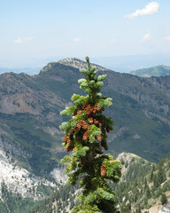 In the Wasatch