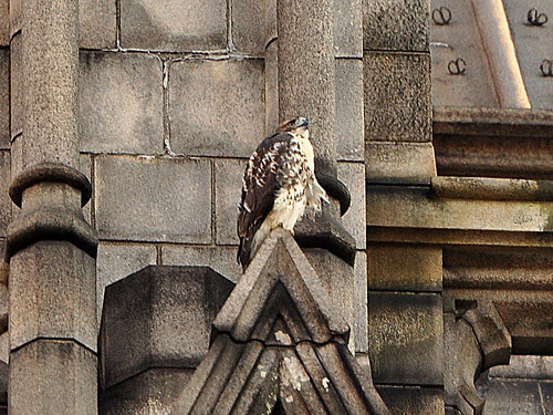 Fledgling on the Nave