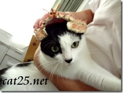 Kitten VS King crab $ 10 at a bargain price、980円のタラバガニ対子猫のミャミ雄君