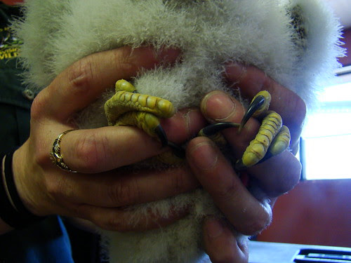 Fingers and toes