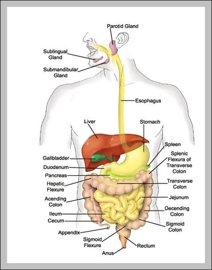 Human Digestive System Diagram Labeled Human Body Anatomy