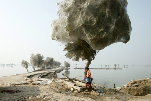 Trees cocooned in spiders webs after flooding in Sindh, Pakistan by DFID - UK Department for International Development
