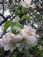 AppleBlossoms_51111k