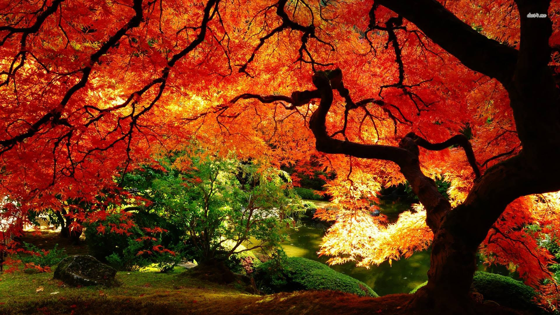 1 Wallpaper Free Fall Backgrounds Desktop Wallpaper Cave