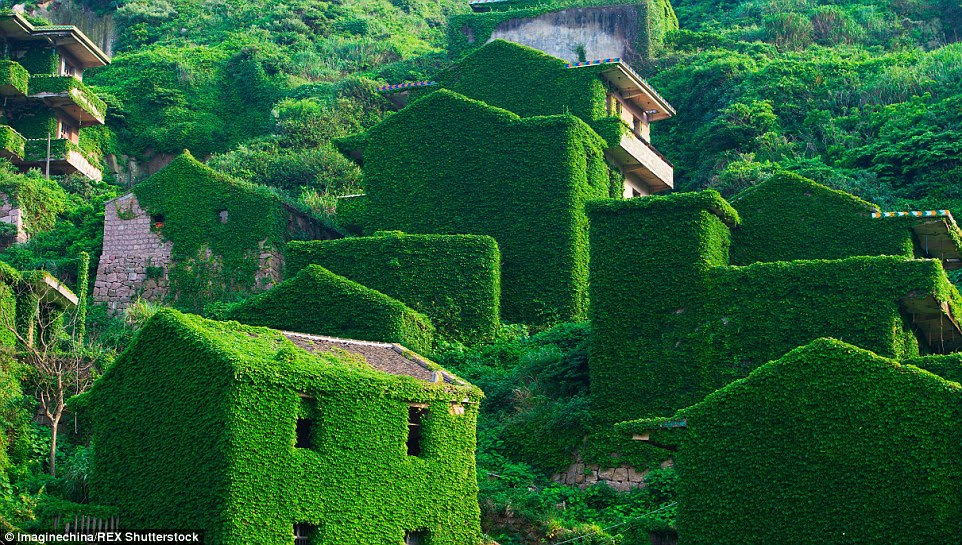 Greenhouses everywhere: Clothed in vines and leaves, the former fishing village is a sight to behold. The pictures were taken by Shanghai-based amateur photographer Qing Jian 