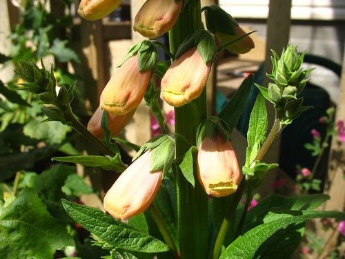 Digitalis purpurea 'Apricot Beauty'