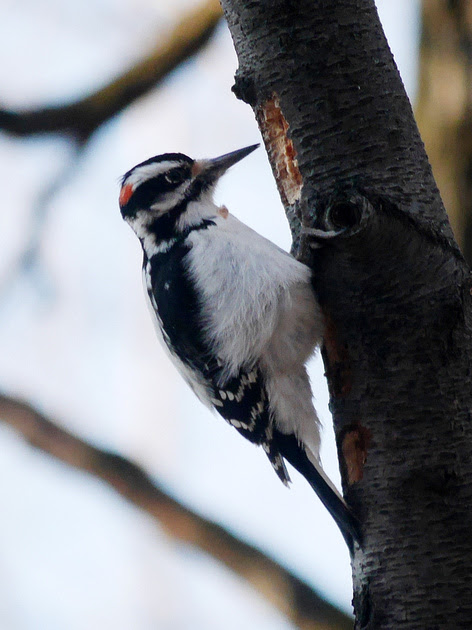 Ed Gaillard: birds &emdash; Hairy Woodpecker, Central Park