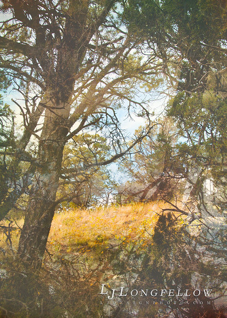 Forest Dream 3 - 27/365