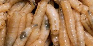 Saat ini banyak sekali kuliner yang enak dan yummy yang di hidangkan di restoran namun s Makanan Aneh yang di Anggap Menyehatkan