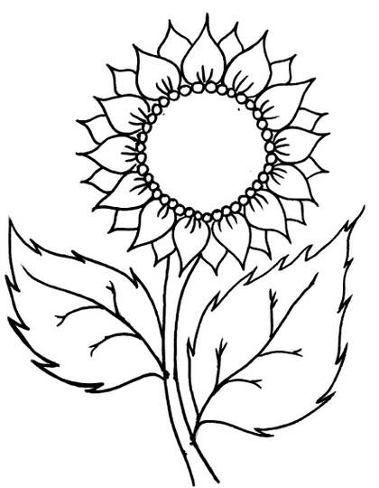 Gambar Bunga Matahari Pake Pensil Koleksi Gambar Bunga