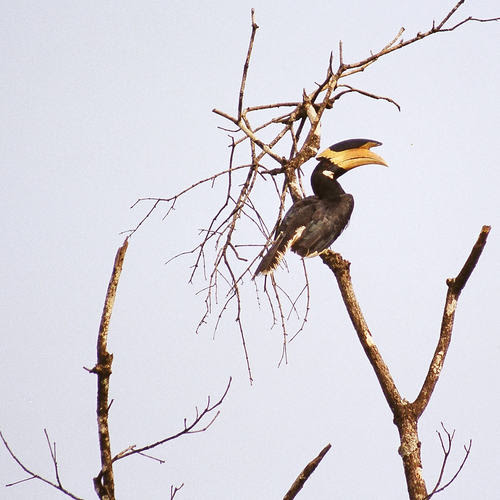 Hornbill, Devrukh