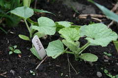 Anne Arundale melon