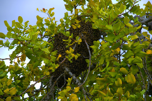 beeswarm
