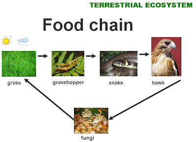 Food Chains: TERRESTRIAL ECOSYSTEM: FOOD CHAIN