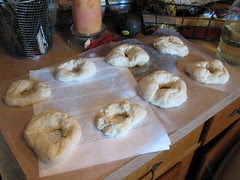 bagels formed, rising and looking under the weather