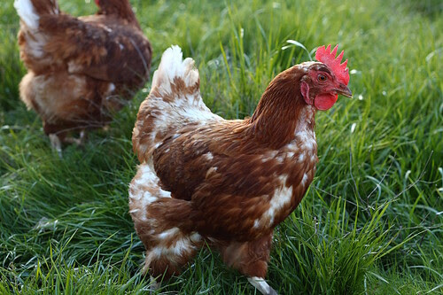Hen at Rescue Ranch
