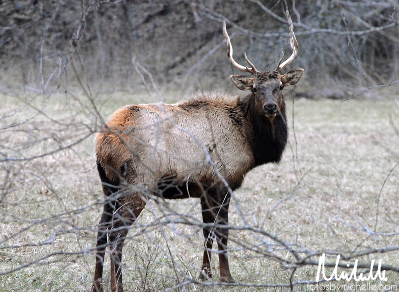 Elk in Boxley Valley