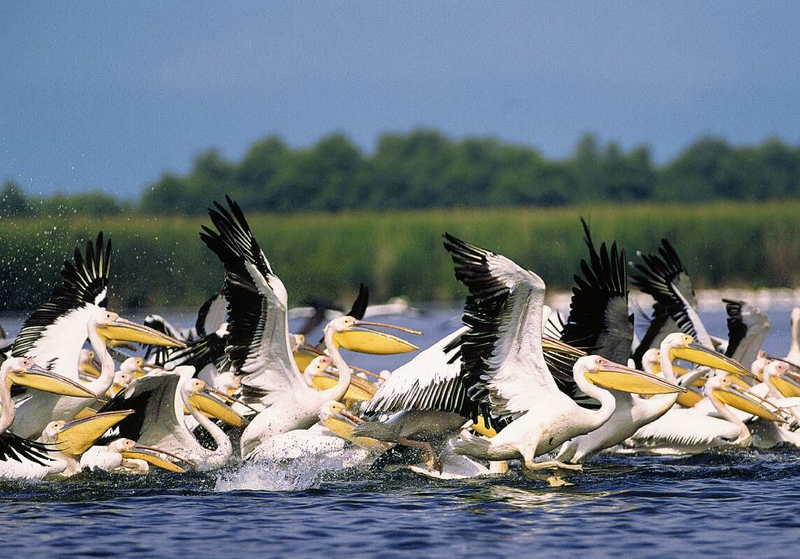 Fișier:Pelicani din Delta Dunarii.PNG