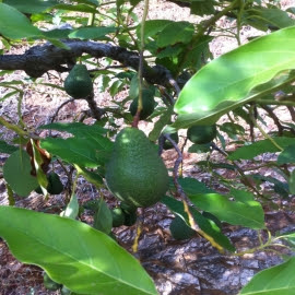 Aguacate Hass