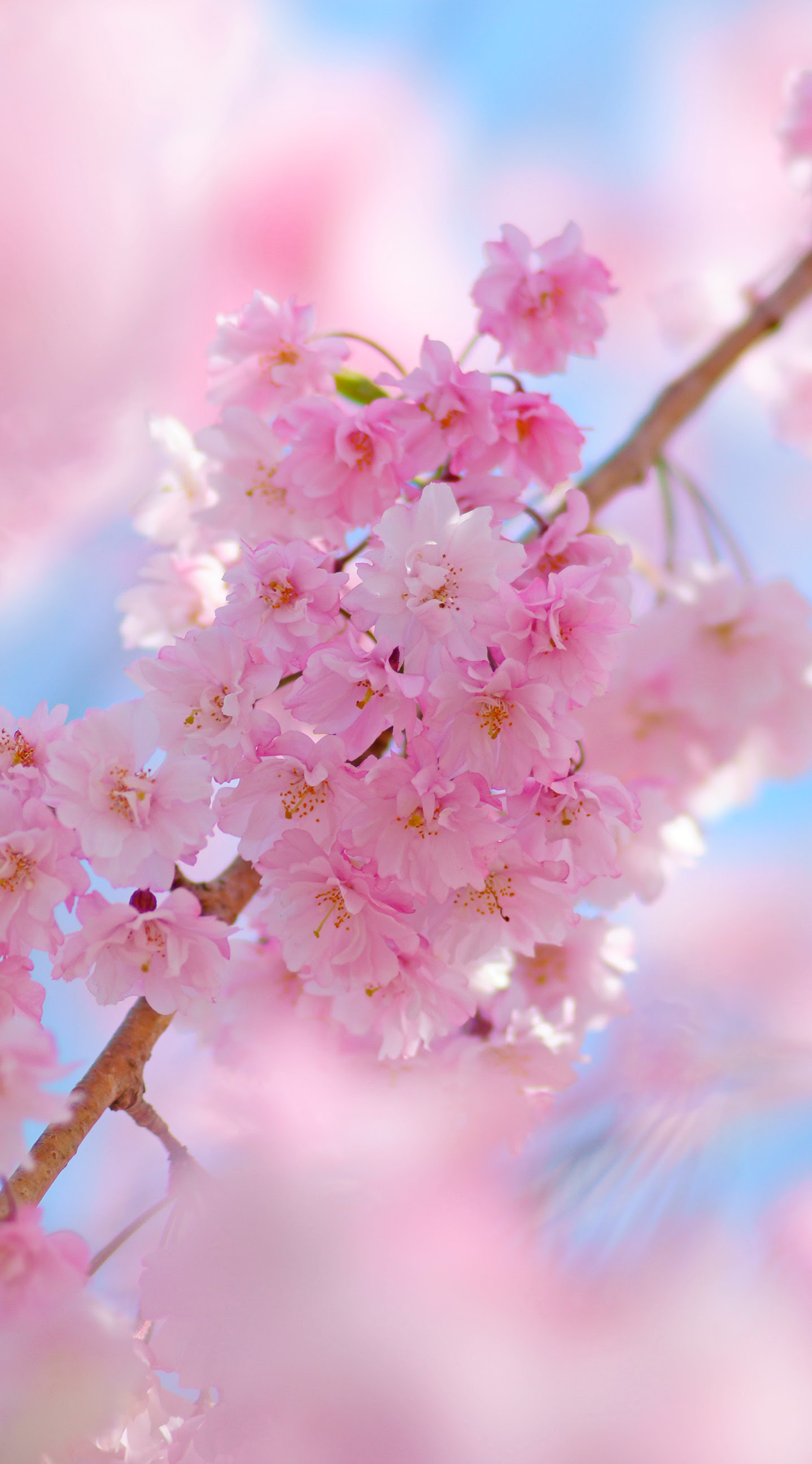 おしゃれ 春 壁紙 桜 おしゃれ 春 壁紙 桜 ちょうど最高のディズニーの画像