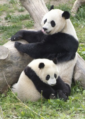 How to Recover From the Ravages of Google Penguin and Panda image giant pandas 300x420