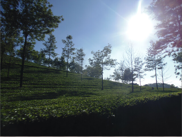 tea gardens in Munnar, Kerala