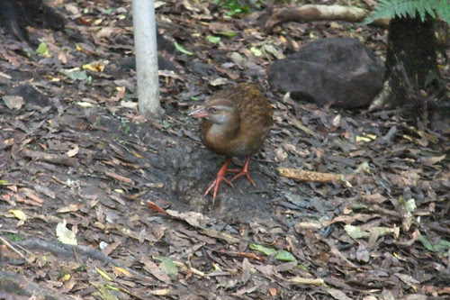 weka