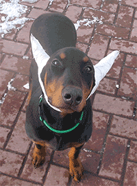 Doberman Pinscher With Uncropped Ears