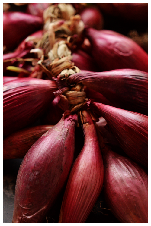 tropea onions© by Haalo
