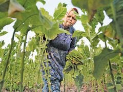 مساع دولية لزيادة المساحات الزراعية مدفوعة بارتفاع الطلب