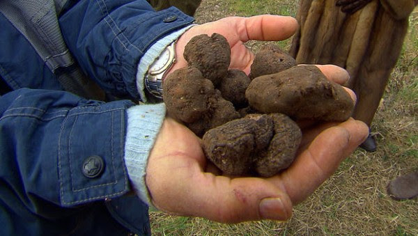 truffles