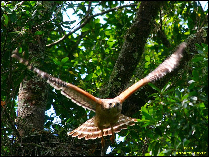 Red-shouldered Hawk