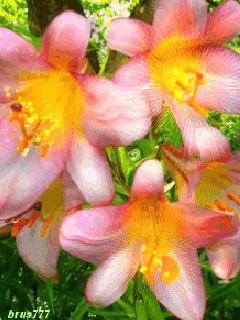 Цветные лилии