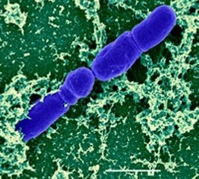تقرير عن البكتيريا النافعة