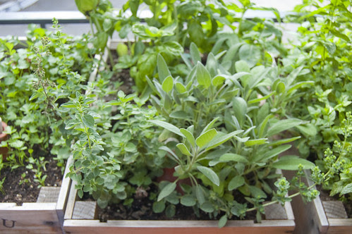 balcony herbs