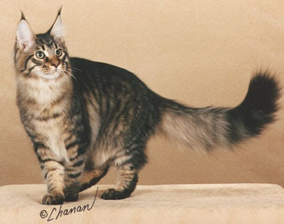My Maine Coon World