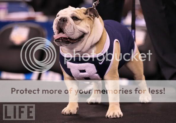 butler bulldog blue II Pictures, Images and Photos