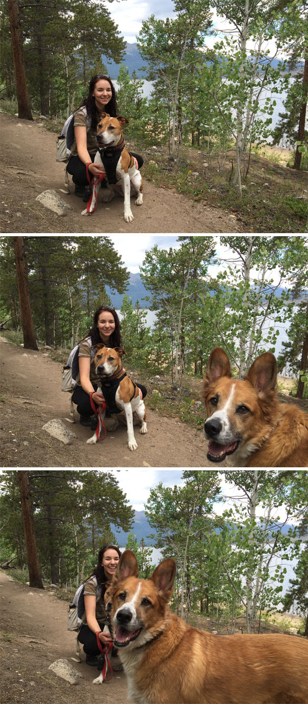 Funny Dog Photobombs Funny Dog Photobombs