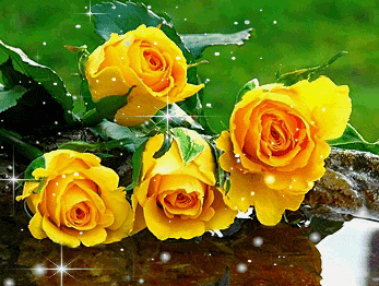 Yellow roses.gif