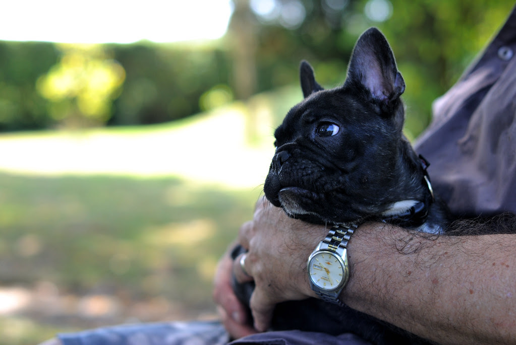 Griffin, bouledogue français