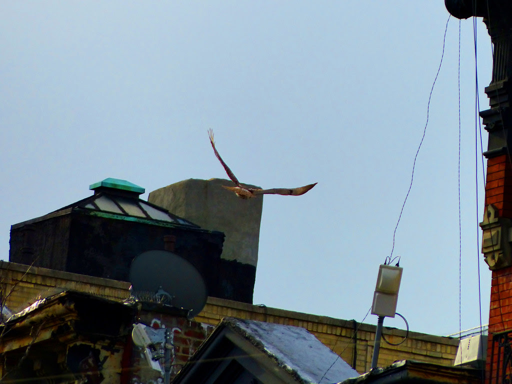 Red-tail soaring over Ave A